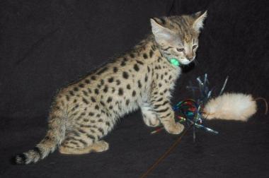 Serval, Savannah Caracal gatitos disponibles