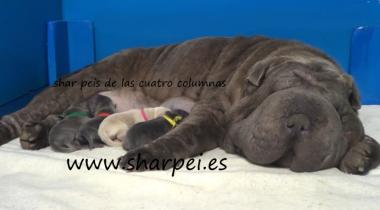 shar peis impresionantes cachorros amaericanos